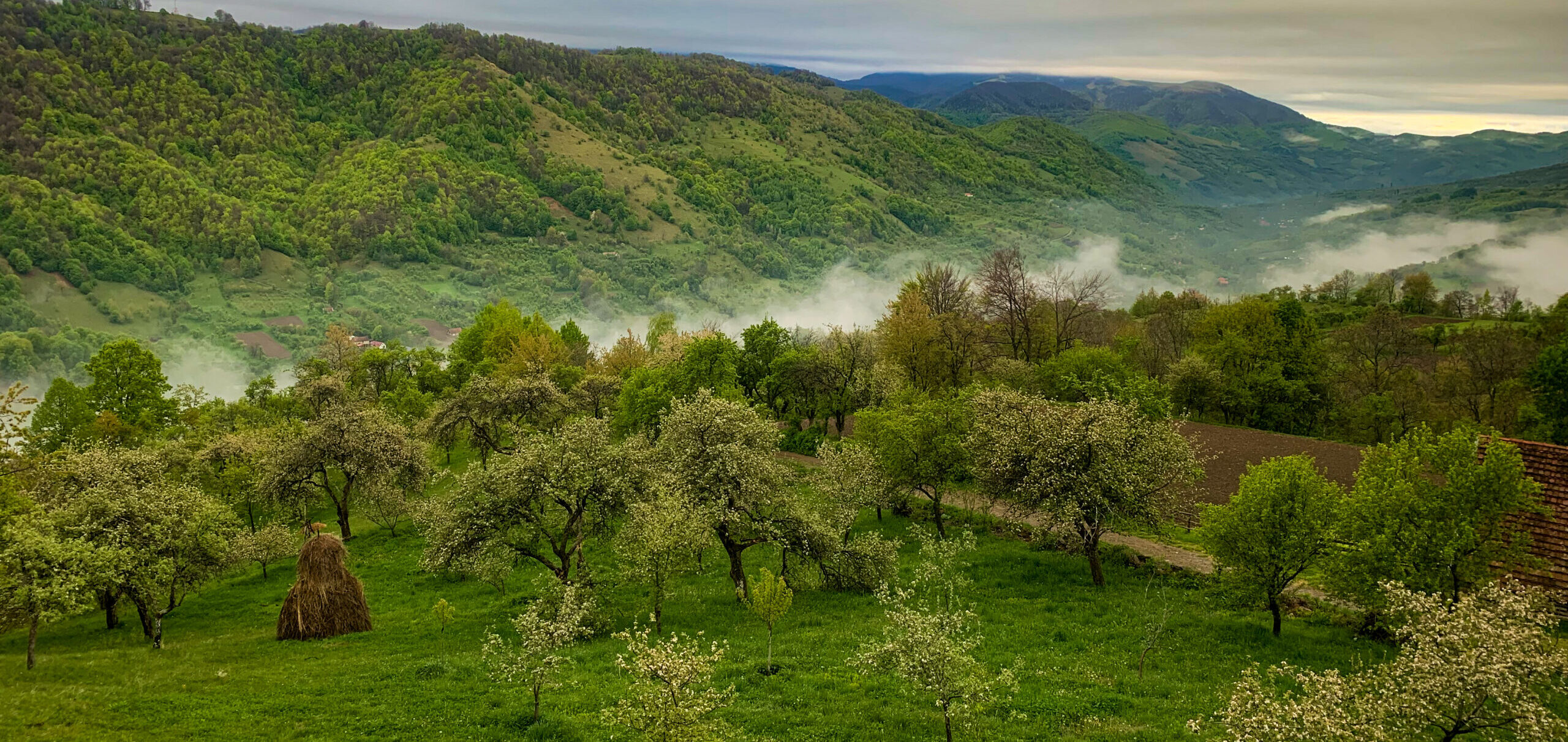 Panoramic view of the Tarcu Mountains, showcasing , and dense forests under a clear blue sky. A serene and untouched wilderness in the heart of Romania’s Southern Carpathian