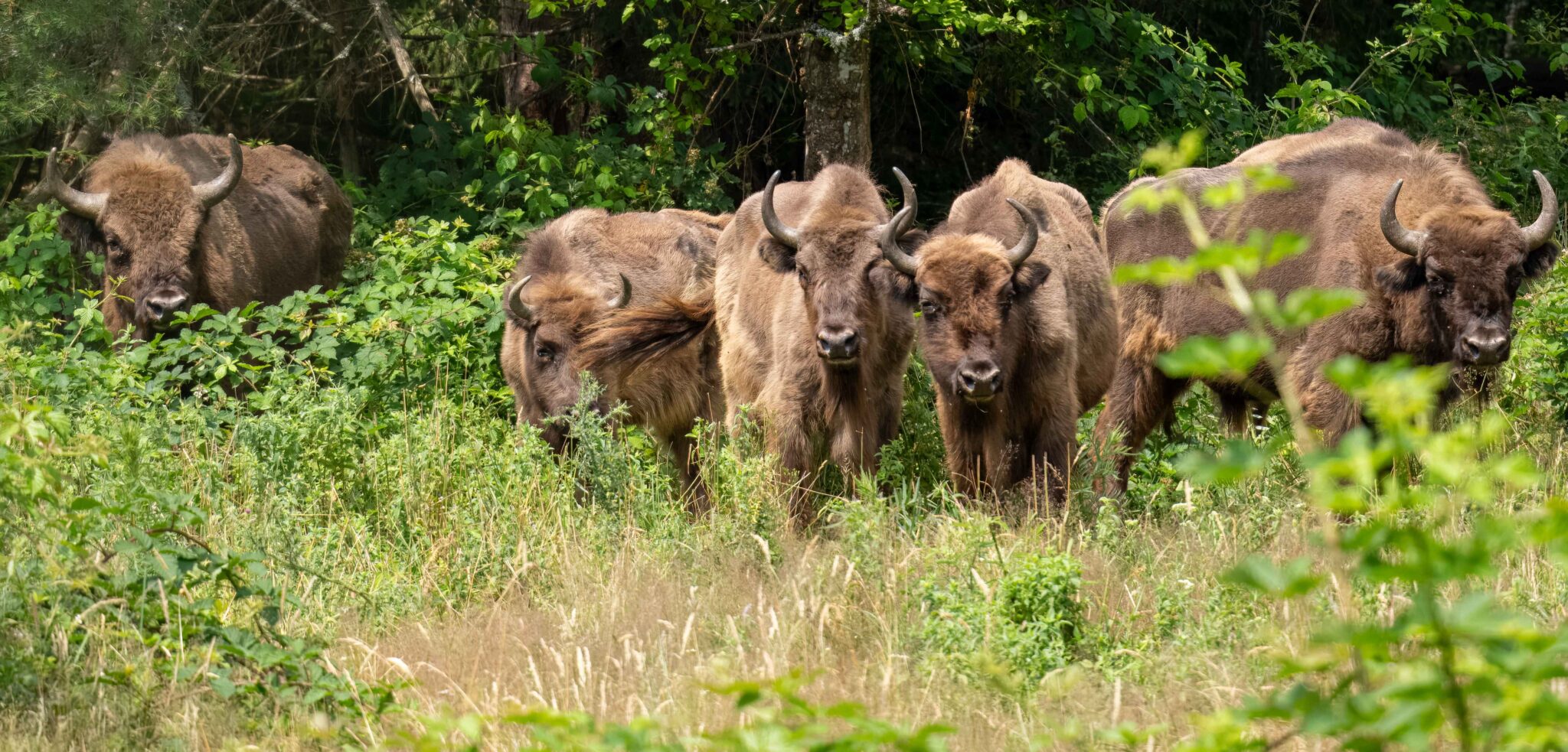 Group of European Bisons in their natural inhabitat in Romanias Tarcu Mountains