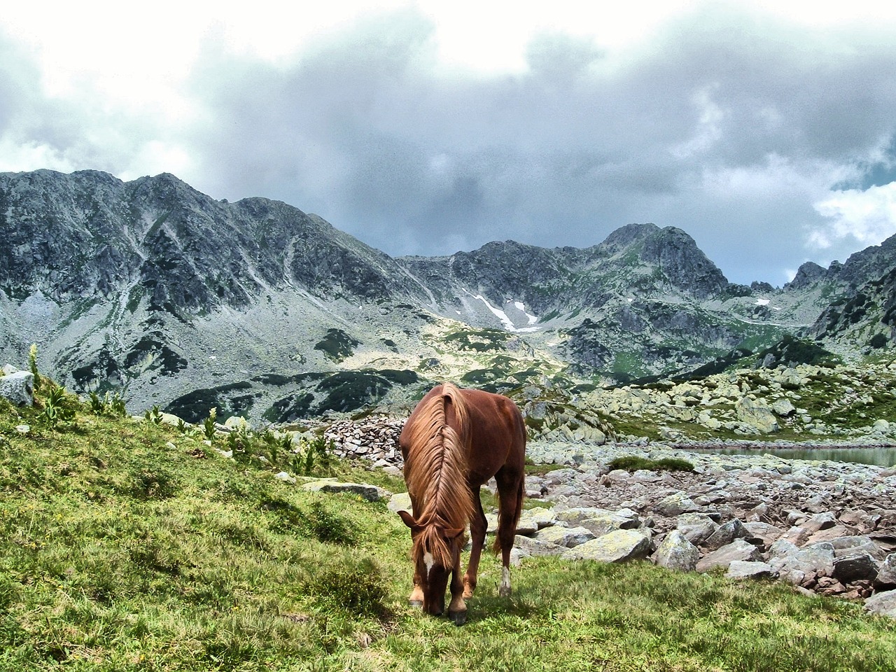 A wild horse roaming freely in the Retezat Mountains, a unique sight for tourists exploring nature on our immersive wildlife tours.